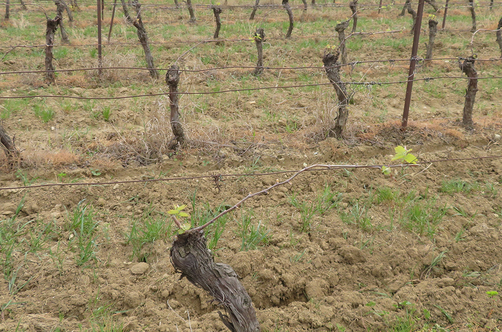 Languedoc Vines